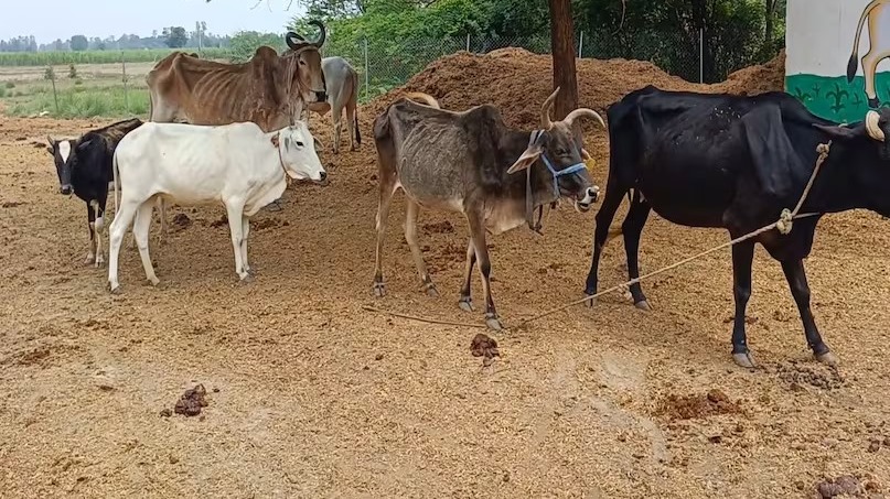 How To Protect Cattle