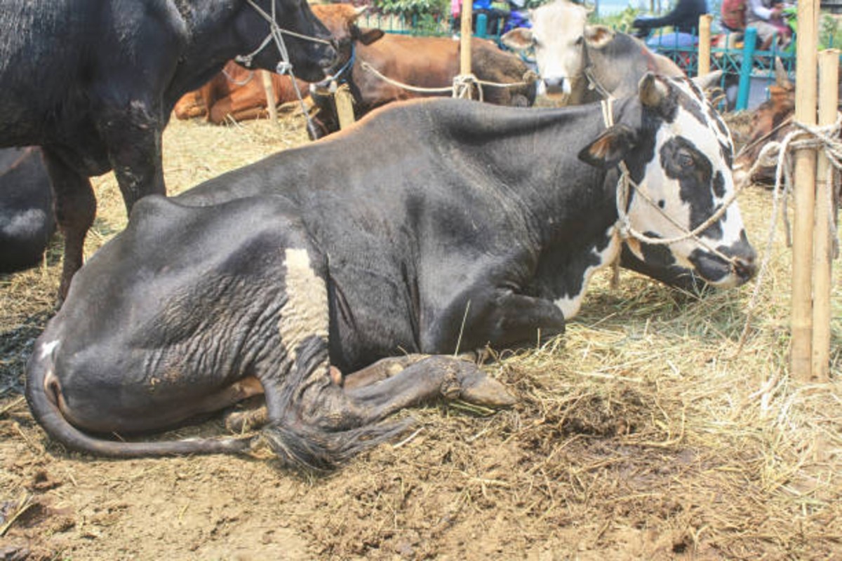 Hypomagnesemia In Cattle