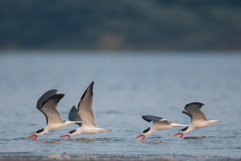 Indian Skimmer In Jamnagar