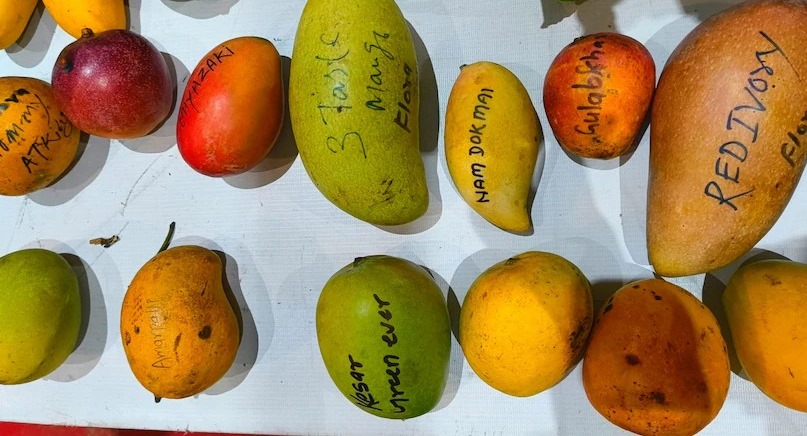 International Varieties Of Mango