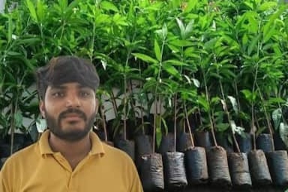 Kesar Mango Grafting Business