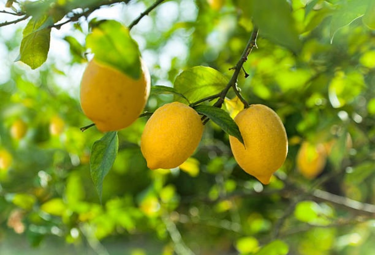 Lemon Cultivation