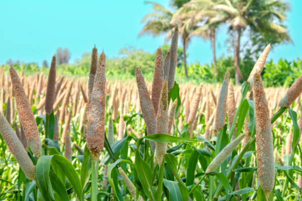 Millet Cultivation Tips