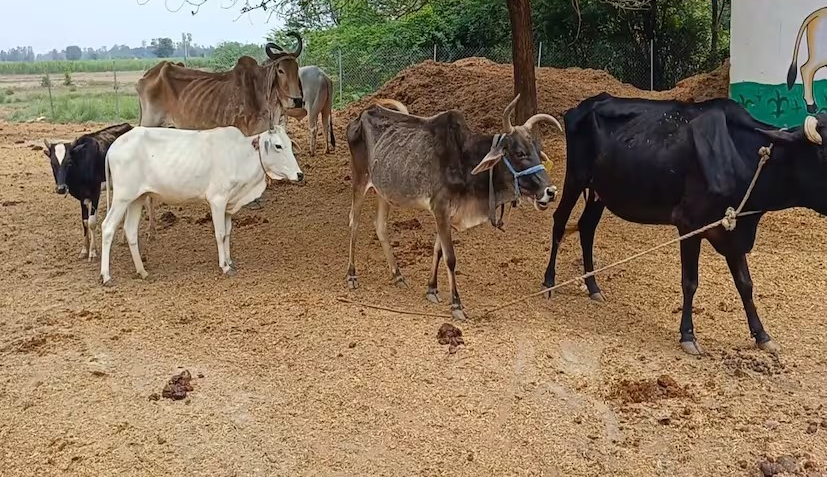 Monsoon Cattle Mosquito Control Tips