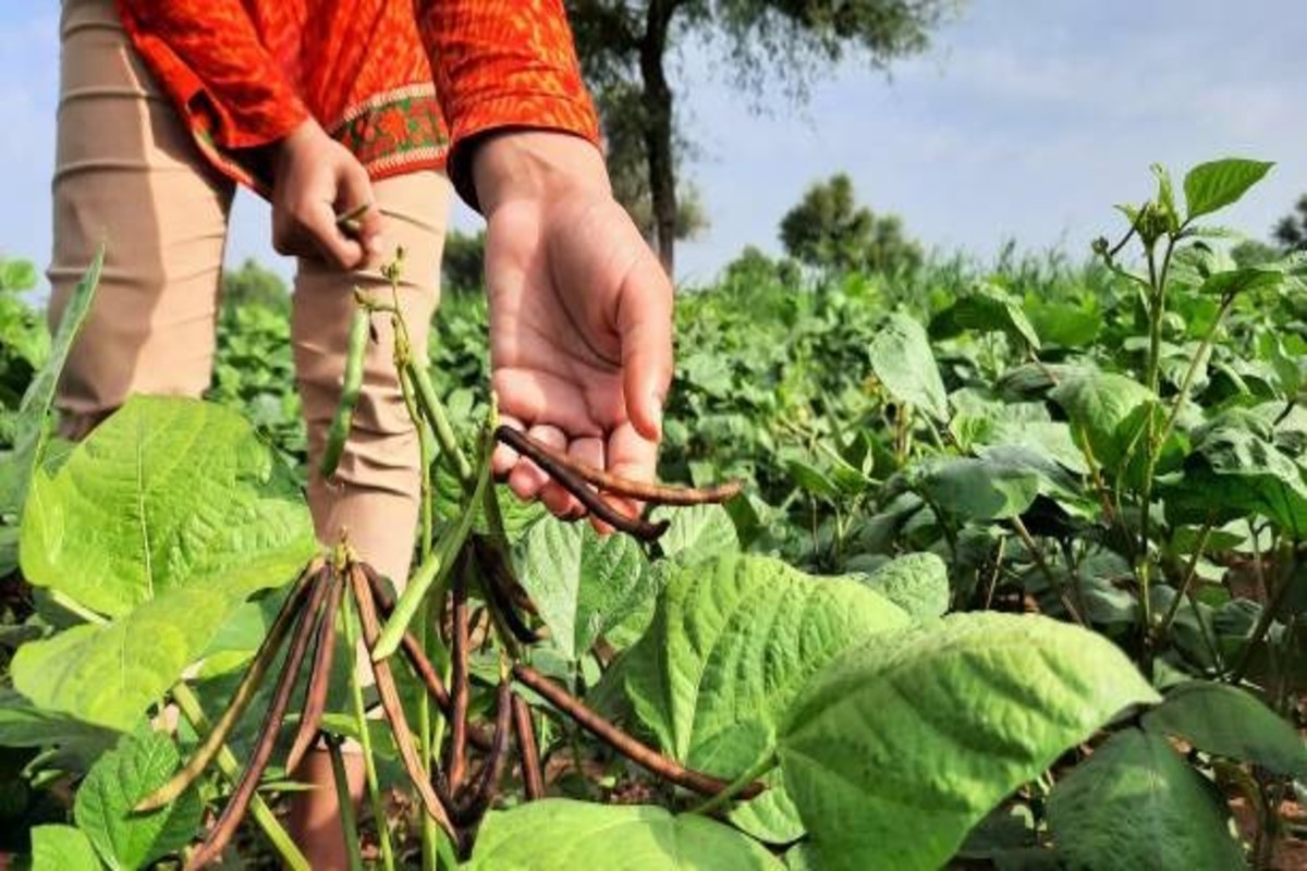 Moong Cultivation Tips