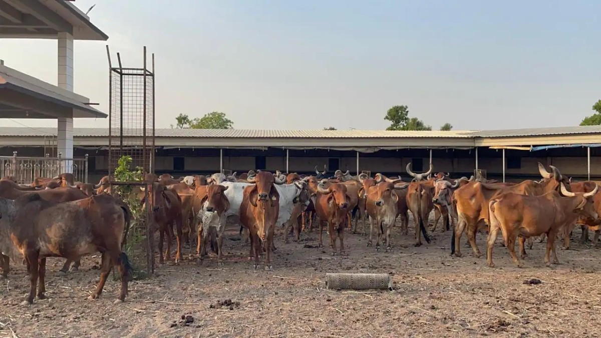 Mukhyamantri Gaumata Poshan Yojana