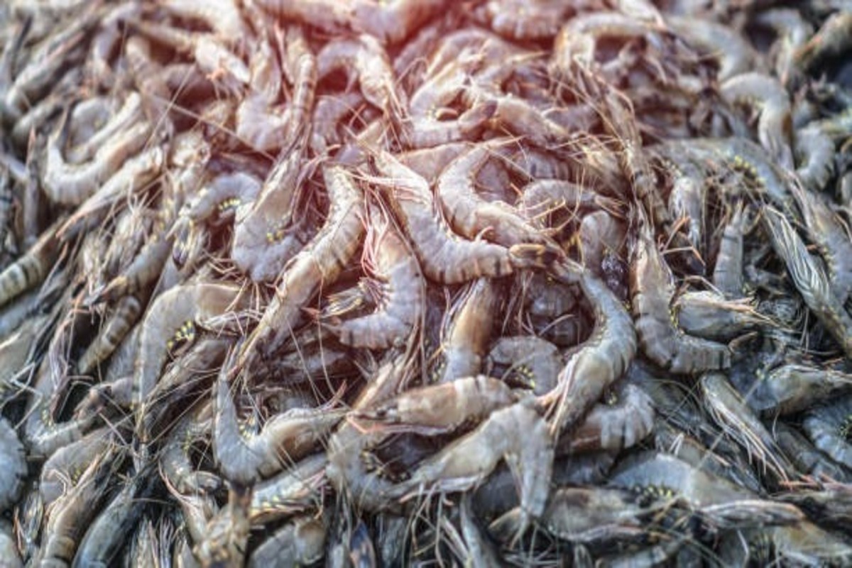 National Fish Farmers Day