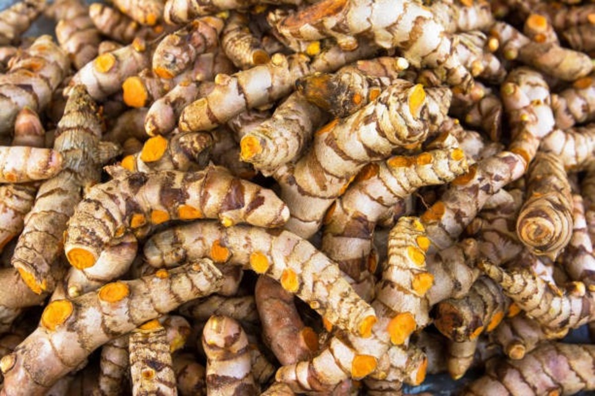 Organic Turmeric Farming Gujarat