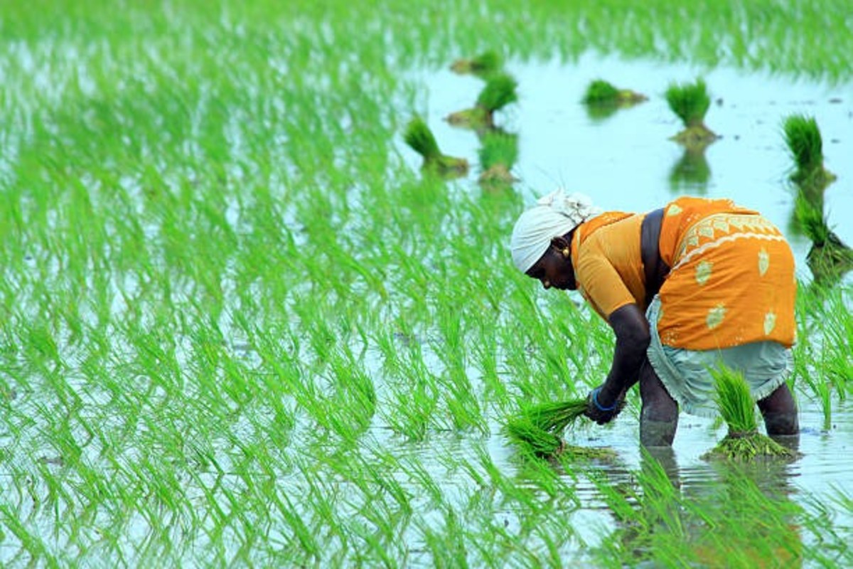 Organic Fertilizer For Paddy