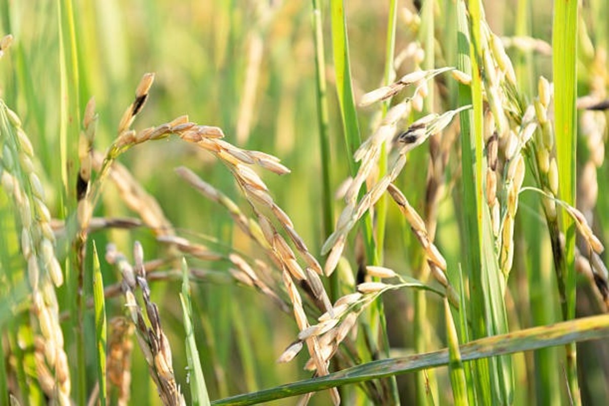 Paddy Farming Tips