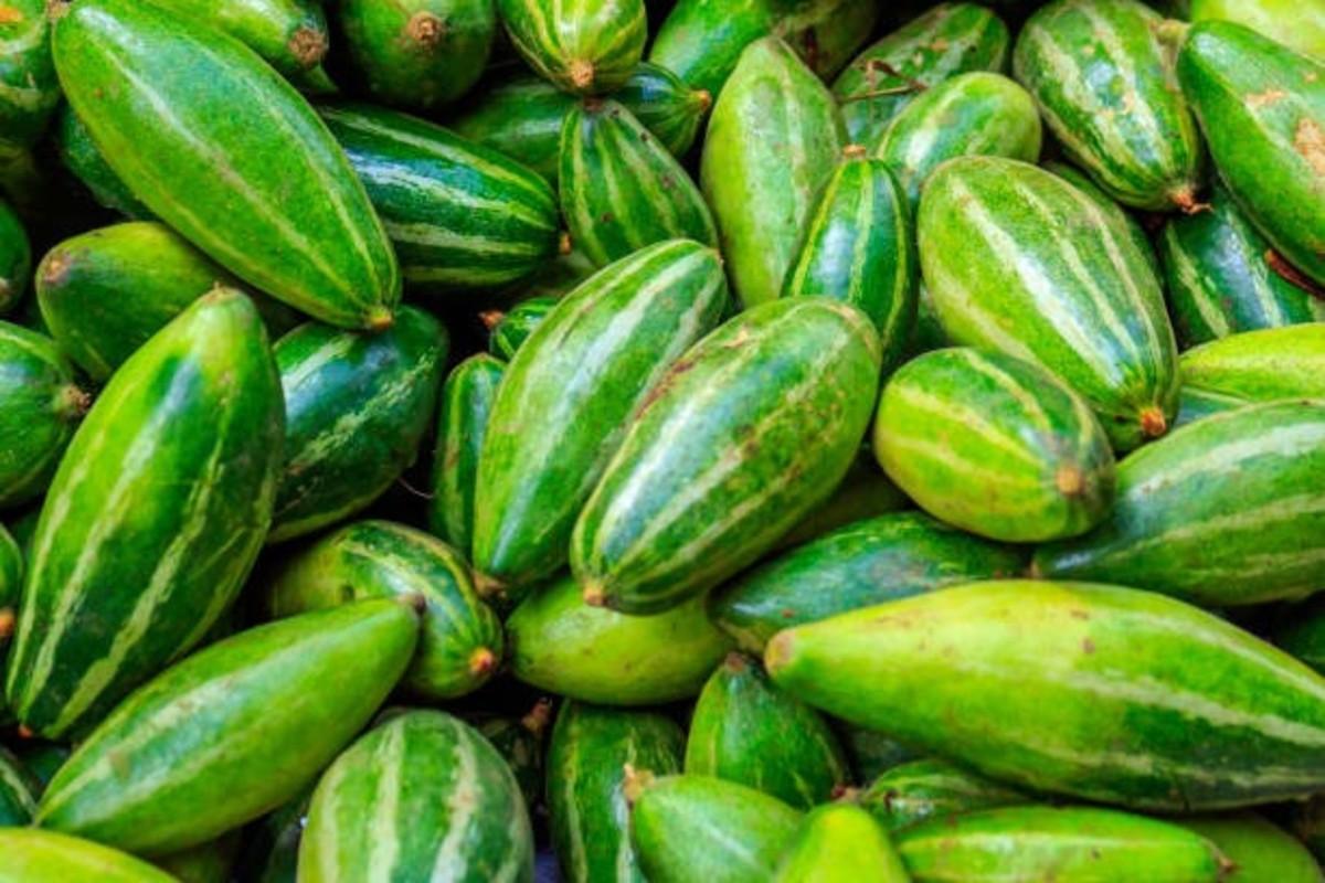 Parwal Cultivation
