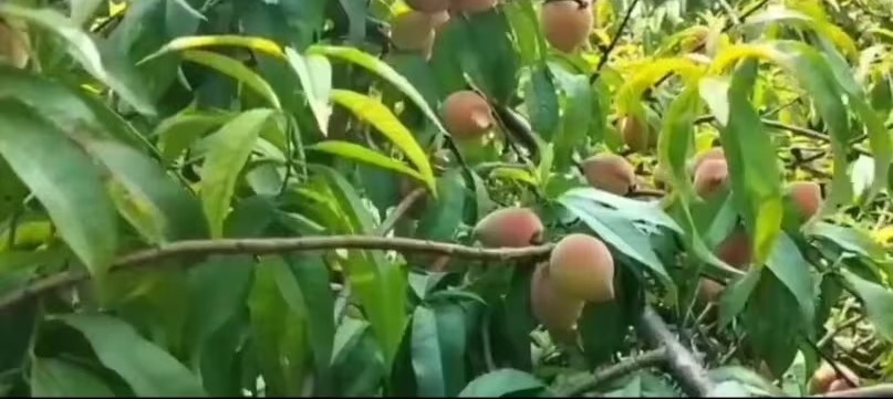 Peach Farming In India
