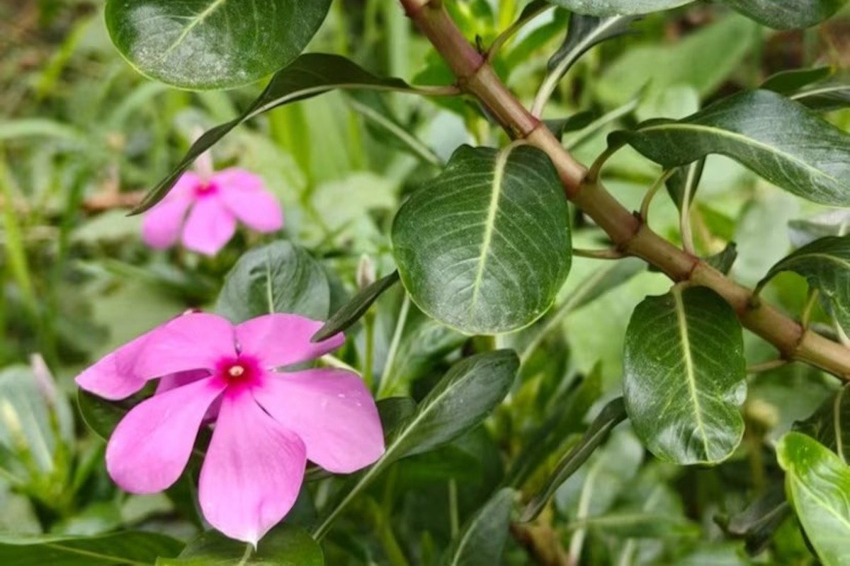 Periwinkle Medicinal Benefits