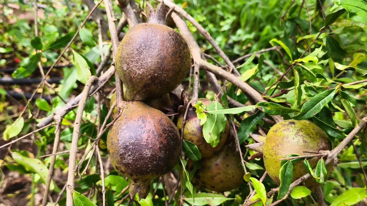 Pomegranate Farming Success