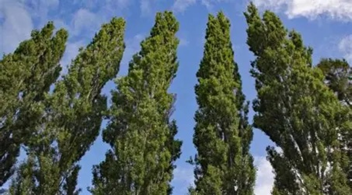 Poplar Tree Disease Treatment