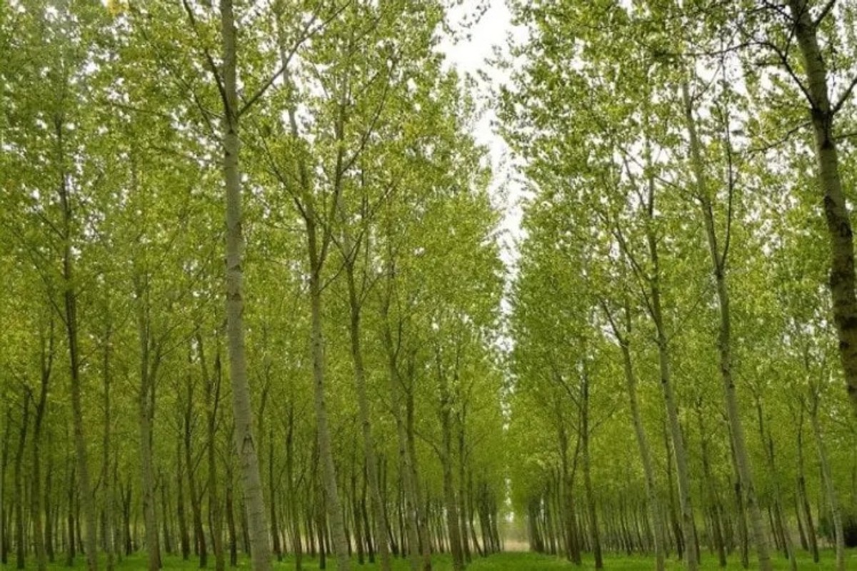 Popular Tree Farming