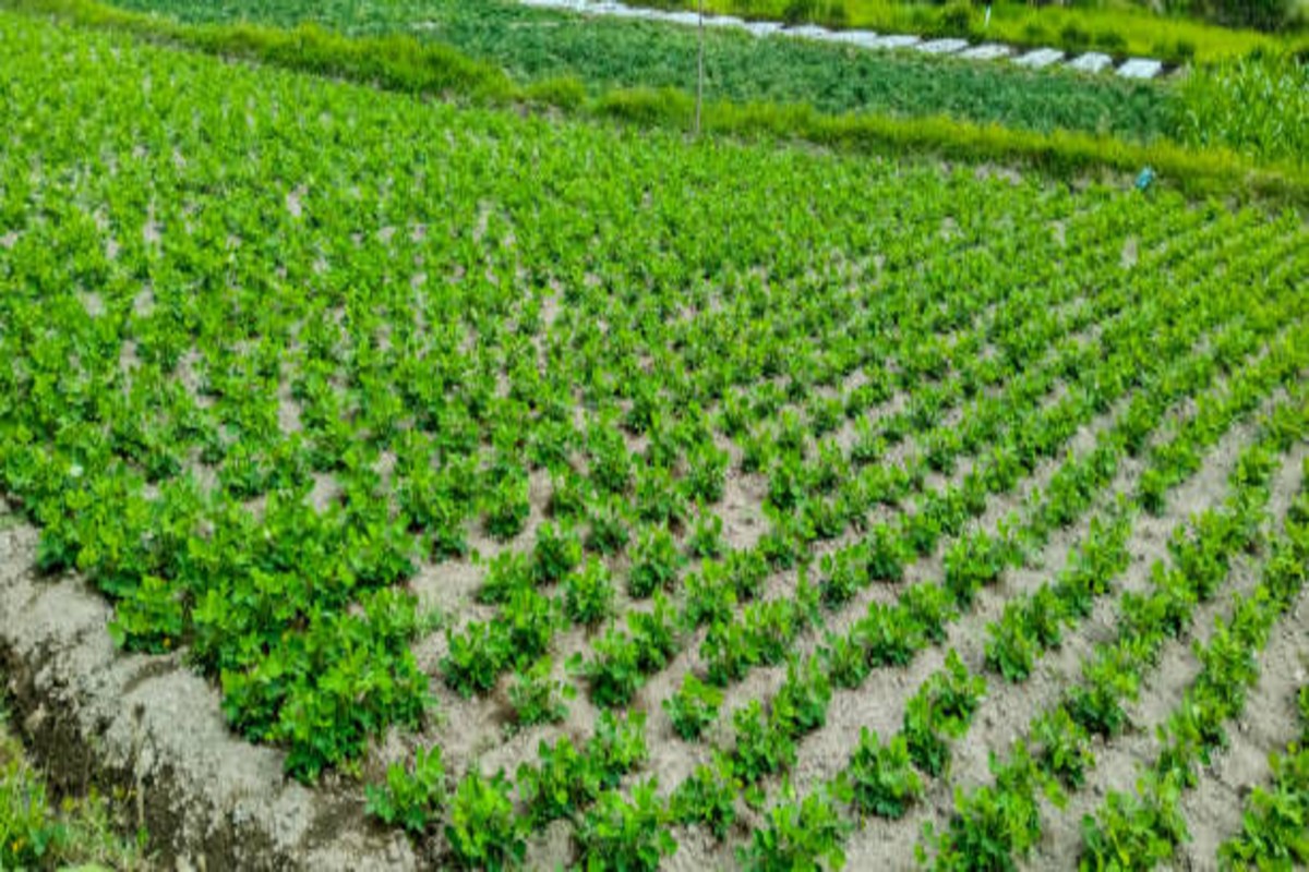 Profitable Crops For Farmers