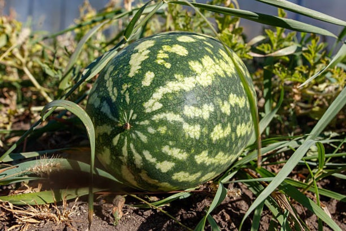 Profitable Pumpkin Farming In Monsoon