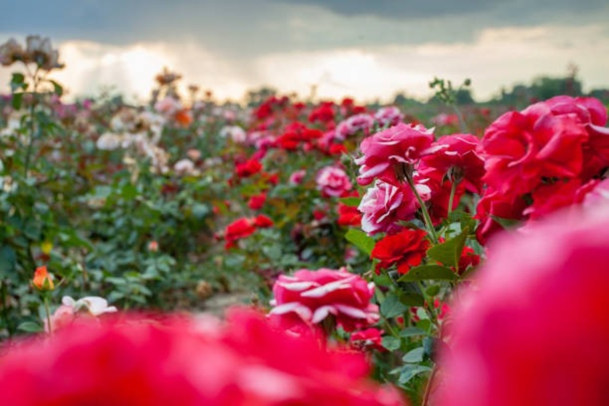 Rose Farming