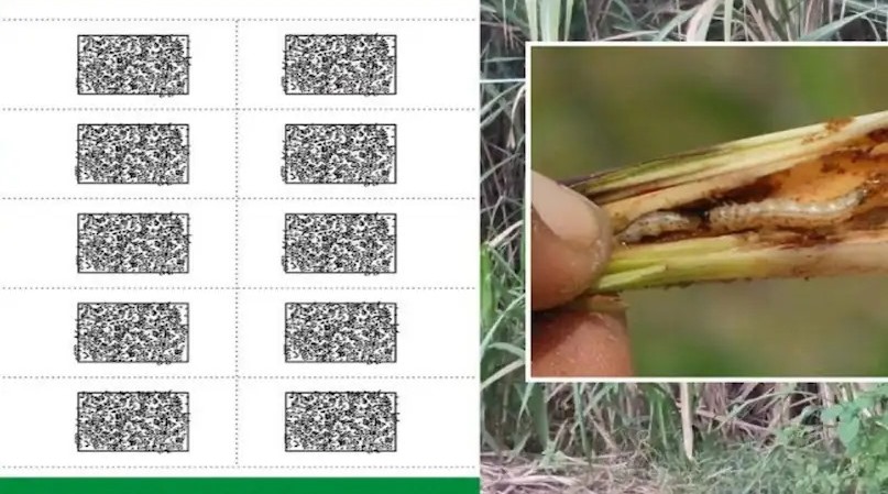Save Sugarcane Crop In Rainy Season