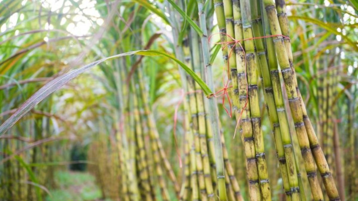 Sugarcane Pest Control