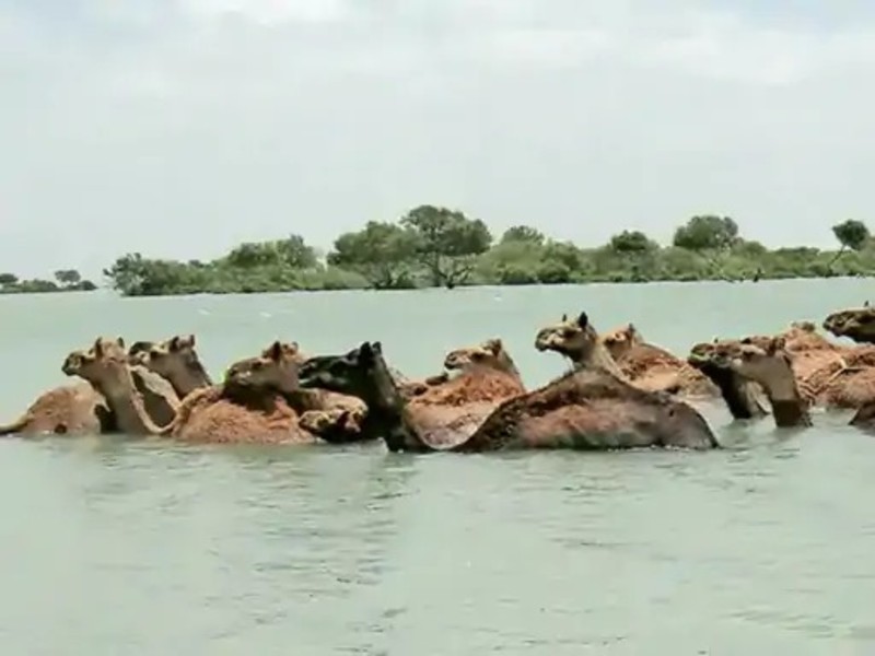Swimming Kharai Camels Of Kutch