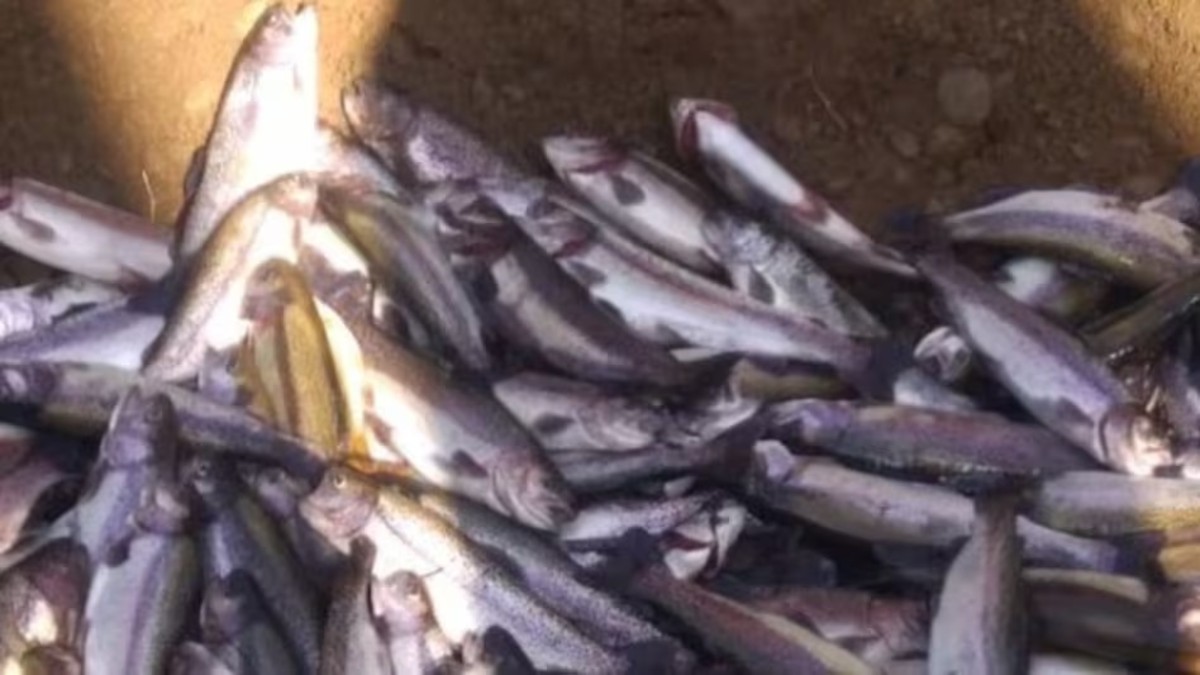 Trout Fish Farming In Kashmir