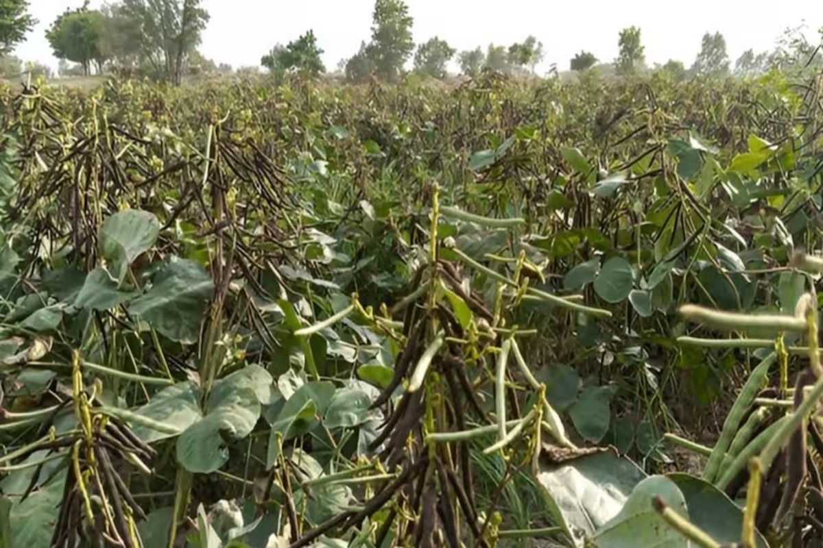 Urad Bean Seeds Online