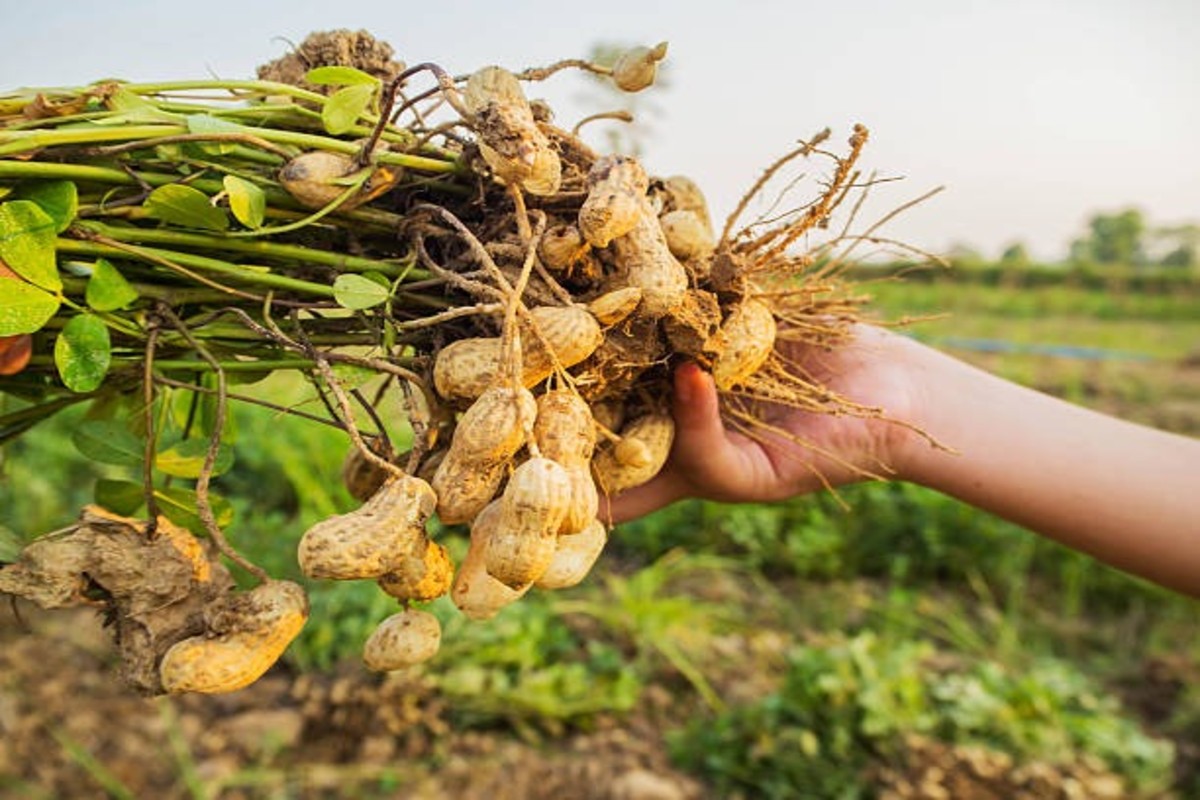 Value Addition Of Groundnuts