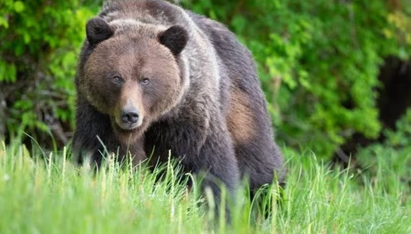 Wild Animal Threat To Farming
