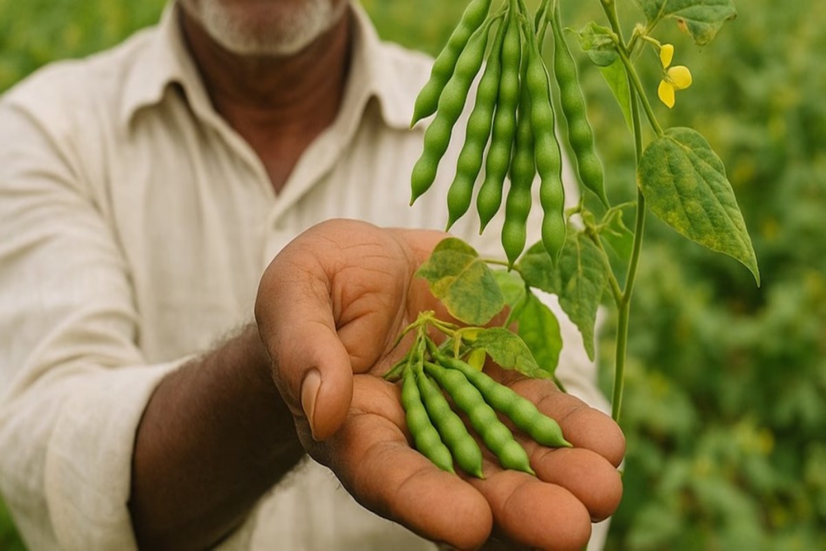 Yellow Mosaic Virus In Kharif Crops