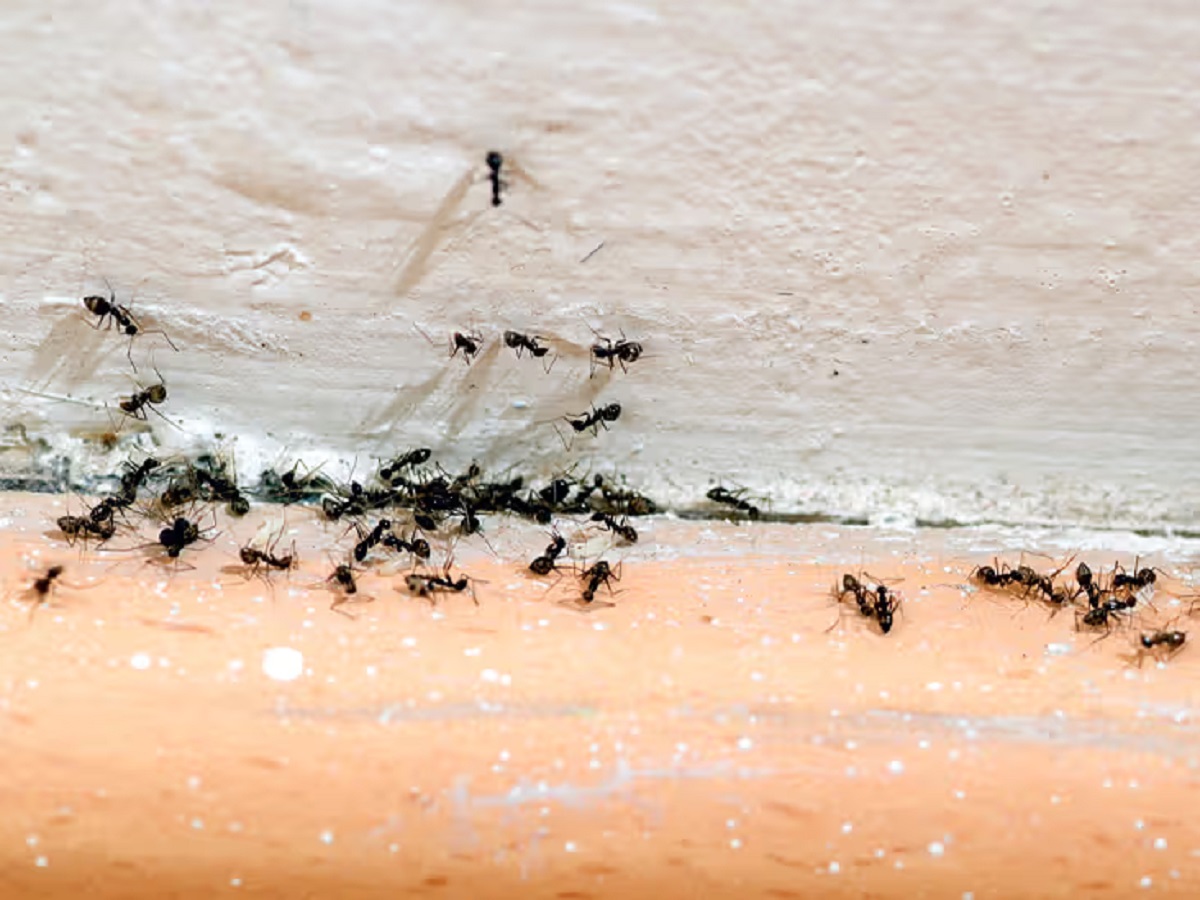 Natural Remedy For Ants