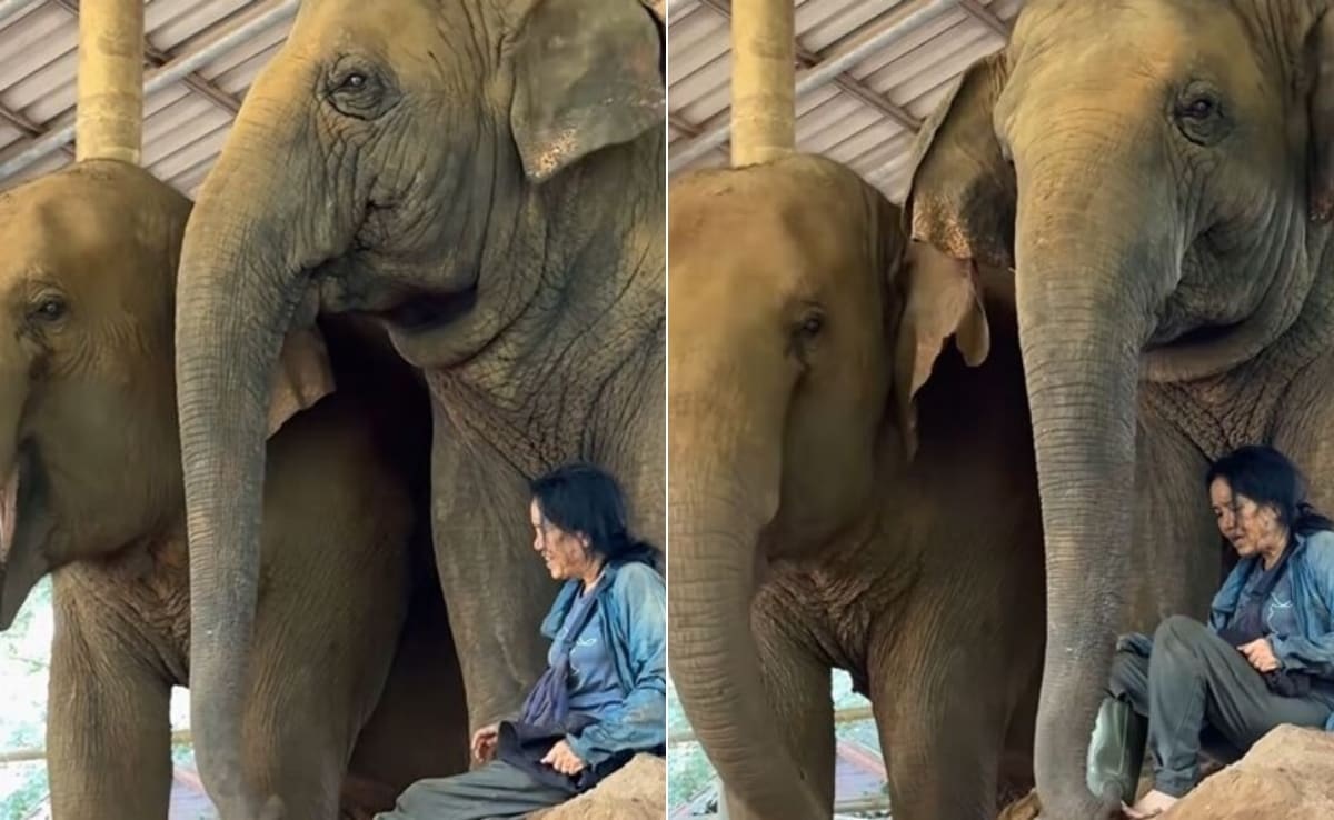 Human-Animal Bond