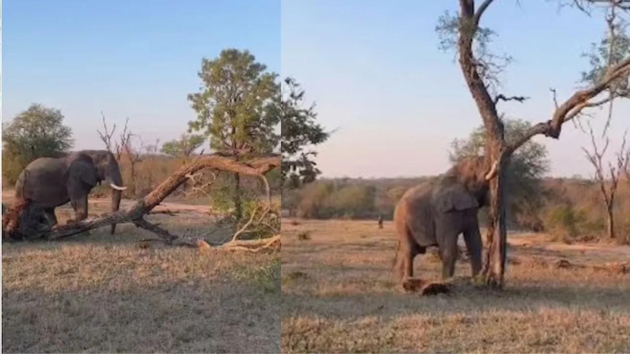 Viral Video: