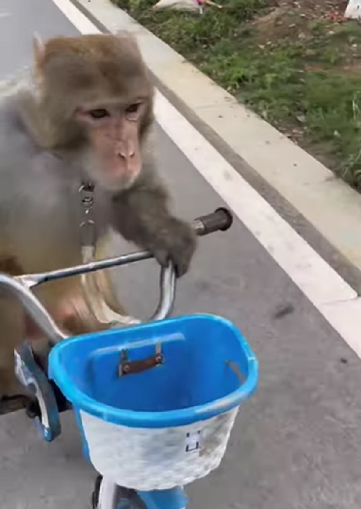 Viral Video
