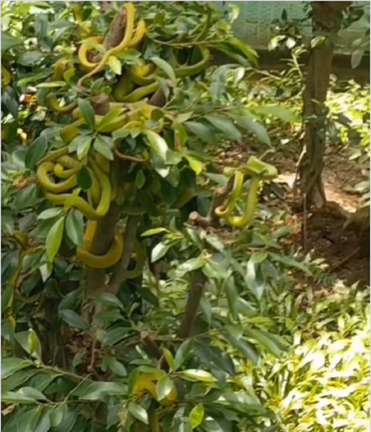 Viral Snake Farming