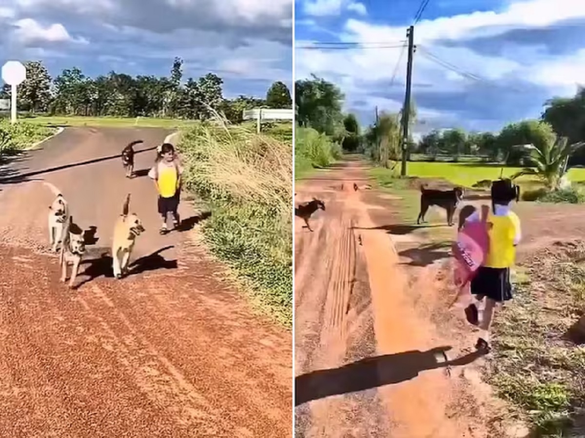 Viral Video: