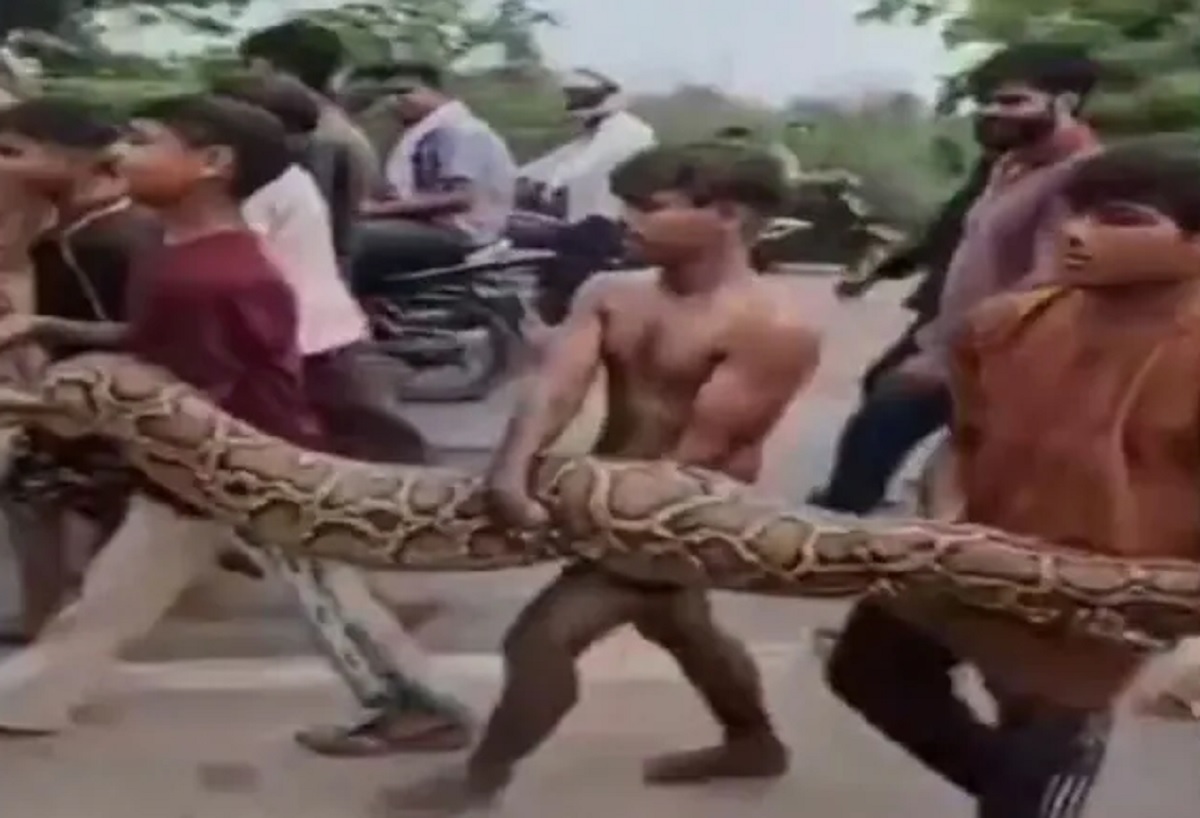 Viral Video: