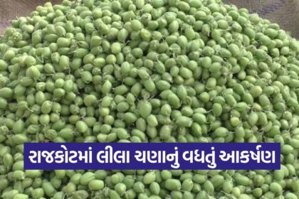 green chana rajkot market 1