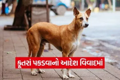 talati stray dog order Gujarat 1
